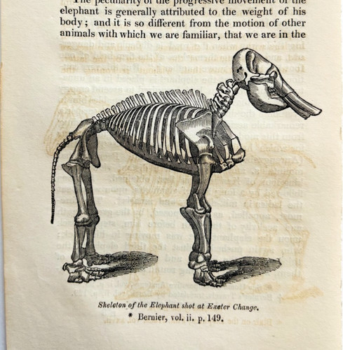 1831 elephant skeleton shot - skeleton,